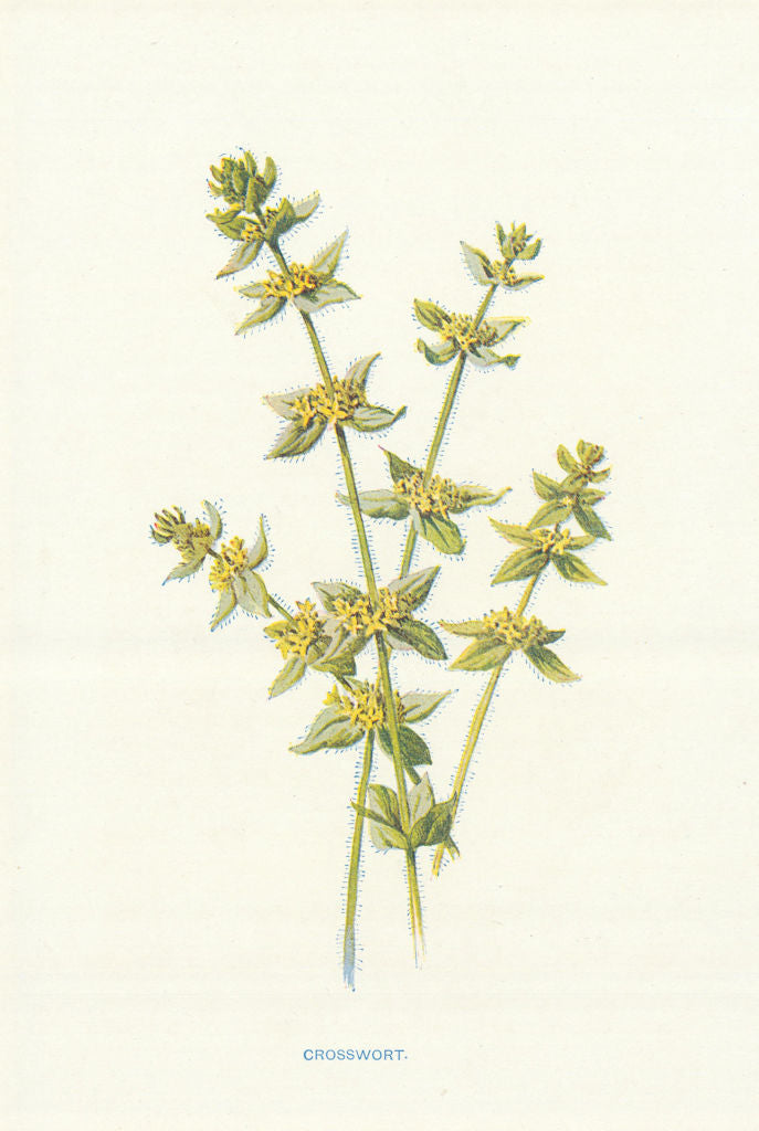 Cross-Wort. Wild Flowers by Frederick Edward Hulme c1895 old antique print